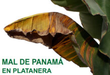 La Gomera acoge charlas informativas para prevenir la plaga del mal de Panamá en las plataneras