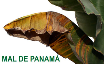 La Gomera acoge charlas informativas para prevenir la plaga del mal de Panamá en las plataneras