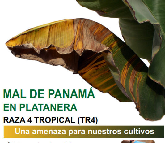 La Gomera acoge charlas informativas para prevenir la plaga del mal de Panamá en las plataneras