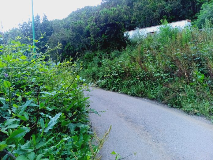 Calle en la localidad de El Cedro (9)