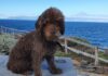 Cómo elegir el mejor lugar para dejar a tu mascota durante un viaje
