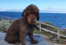 Cómo elegir el mejor lugar para dejar a tu mascota durante un viaje
