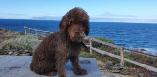 Cómo elegir el mejor lugar para dejar a tu mascota durante un viaje