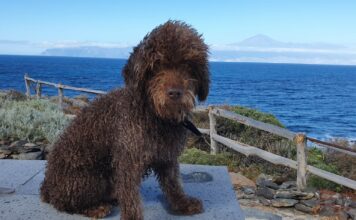 Cómo elegir el mejor lugar para dejar a tu mascota durante un viaje