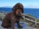 Cómo elegir el mejor lugar para dejar a tu mascota durante un viaje