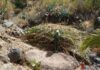 El Cabildo de La Gomera vincula empleo para mayores de 60 años y conservación del territorio a través de Plánta-te