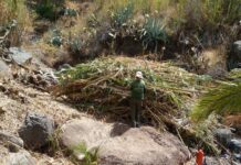 El Cabildo de La Gomera vincula empleo para mayores de 60 años y conservación del territorio a través de Plánta-te