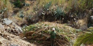 El Cabildo de La Gomera vincula empleo para mayores de 60 años y conservación del territorio a través de Plánta-te