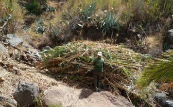 El Cabildo de La Gomera vincula empleo para mayores de 60 años y conservación del territorio a través de Plánta-te