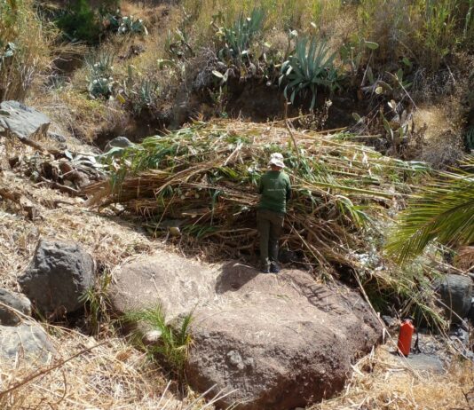 El Cabildo de La Gomera vincula empleo para mayores de 60 años y conservación del territorio a través de Plánta-te