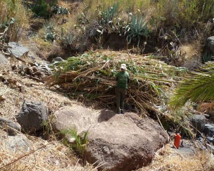 270826 Trabajos de limpieza en el cauce del barranco de Benchijigua a través del proyecto Plánta-te