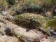 El Cabildo de La Gomera vincula empleo para mayores de 60 años y conservación del territorio a través de Plánta-te