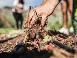 El Cabildo consolida el Banco Insular de Tierras de La Gomera mediante un convenio con Red TERRAE