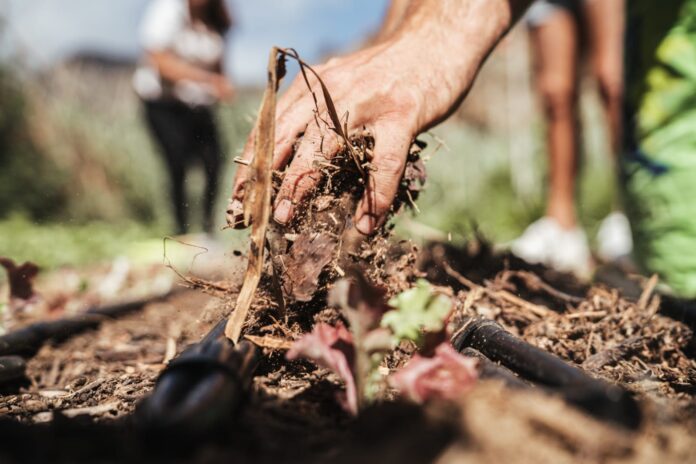 Agricultura en La Gomera