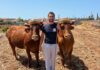 La emblemática Quesería El Bregador de La Gomera apuesta por la recuperación de la vaca de raza canaria