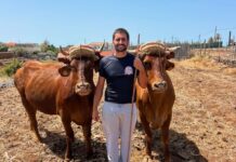 La emblemática Quesería El Bregador de La Gomera apuesta por la recuperación de la vaca de raza canaria