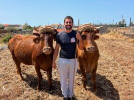 La emblemática Quesería El Bregador de La Gomera apuesta por la recuperación de la vaca de raza canaria