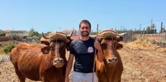 La emblemática Quesería El Bregador de La Gomera apuesta por la recuperación de la vaca de raza canaria