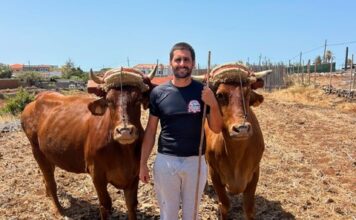 La emblemática Quesería El Bregador de La Gomera apuesta por la recuperación de la vaca de raza canaria