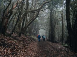 El Cabildo rebaja a grado 0 las medidas preventivas por riesgo de incendios forestales
