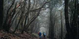 El Cabildo rebaja a grado 0 las medidas preventivas por riesgo de incendios forestales
