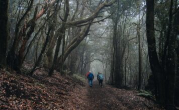 El Cabildo rebaja a grado 0 las medidas preventivas por riesgo de incendios forestales