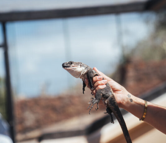 El Cabildo refuerza la protección del Lagarto Gigante de con un nuevo servicio de control de depredadores y seguimiento