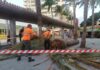 Se retira una palmera caída en la Plaza de Las Américas y se inspecciona el estado del ejemplar