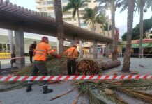 Se retira una palmera caída en la Plaza de Las Américas y se inspecciona el estado del ejemplar