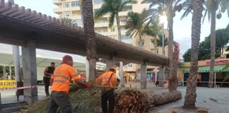 Se retira una palmera caída en la Plaza de Las Américas y se inspecciona el estado del ejemplar