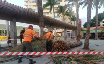 Se retira una palmera caída en la Plaza de Las Américas y se inspecciona el estado del ejemplar