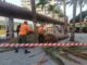 Se retira una palmera caída en la Plaza de Las Américas y se inspecciona el estado del ejemplar